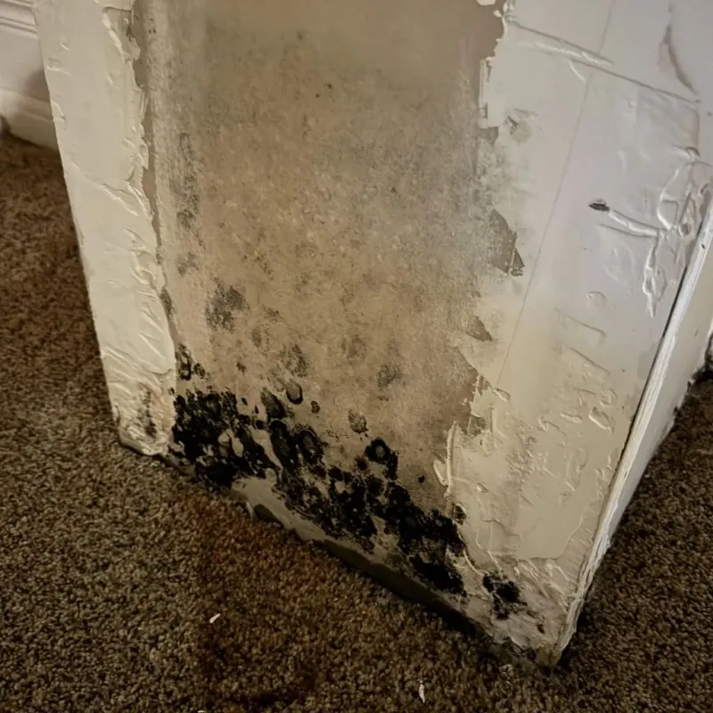 Professional Mold Removal in Pine Hills, CA